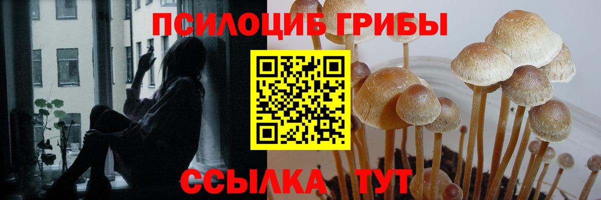 Псилоцибиновые грибы Psilocybe Реутов
